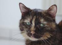 Entenfellners Tier-Welt