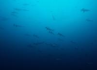 Big Pacific