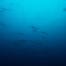 Big Pacific