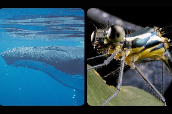 Bild 1 von 5: Überraschende Vielfalt des Lebens: ein riesiger Wal gegenüber einem winzig kleinen Insekt.