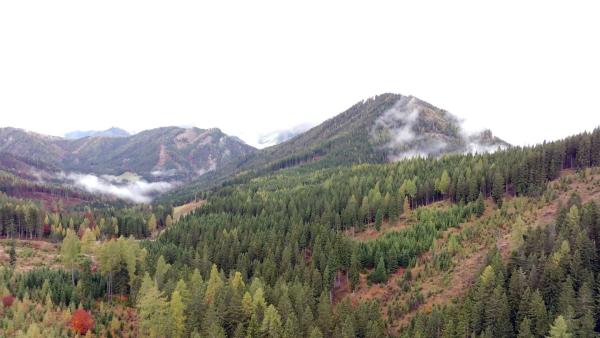 Bild 1 von 12: Im Bild: Herbstlicher Wald in Oberkärnten, Drautal.