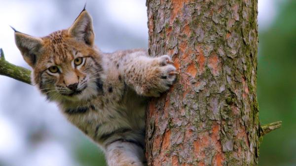 Bild 1 von 12: Im Bild: Luchs im Baum.