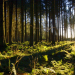 Unsere Wälder