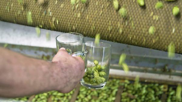 Bild 1 von 1: Ob fruchtig, malzig oder herb: Grundzutat für jedes Bier ist Hopfen. Er macht den edlen Tropfen haltbar, regt den Appetit an und hat zudem eine beruhigende Wirkung auf Körper und Geist.