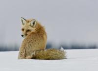 Die Rockies - Überleben in der Wildnis