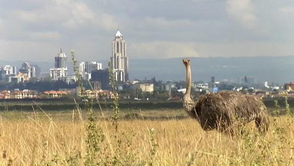 Bild 1 von 3: Ein Strauß vor der Skyline der Millionen-Metropole Nairobi. Die Stadt rückt immer näher an den Park heran.