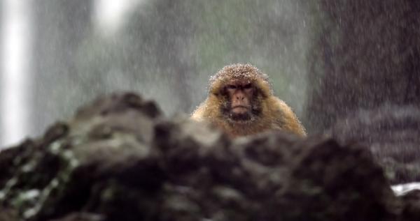 Bild 1 von 4: Ein Berberaffe im Schnee.