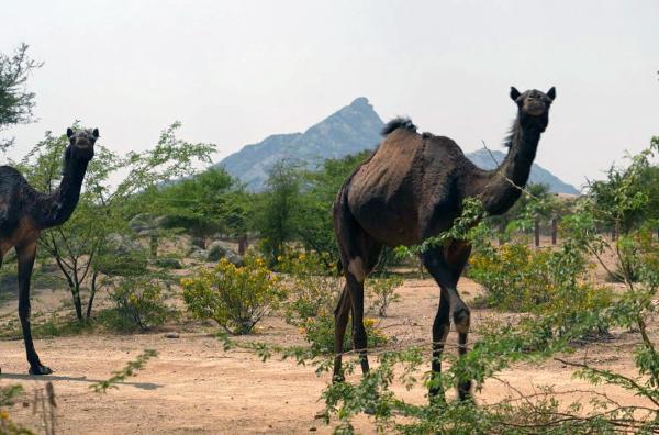 Bild 1 von 4: Als Führer durch die Thar-Wüste pflegen die Raika die Dromedar-Zucht und die Tradition der Gastfreundschaft. Trotz aller Veränderungen bleiben einige diesem nomadischen und friedlichen Lebensstil treu.