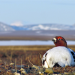 Abenteuer Wildnis