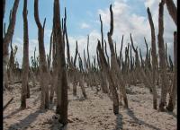 Amerikas Naturwunder