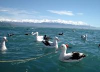 Mit dem Zug durch Neuseeland