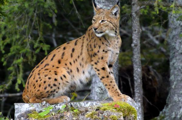 Bild 1 von 3: Im Gebirge des Jura fühlt sich der Luchs heimisch.