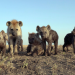 Serengeti
