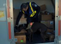 Airport Security USA