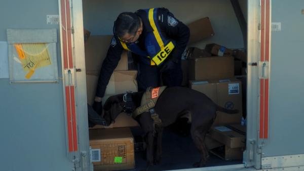 Bild 1 von 3: Spürhund Einstein erschnüffelt im Frachtzentrum des Internationalen Flughafens von Honolulu Crystal Meth im Wert von zwei Millionen US-Dollar.