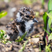 Das Schweigen der Vögel