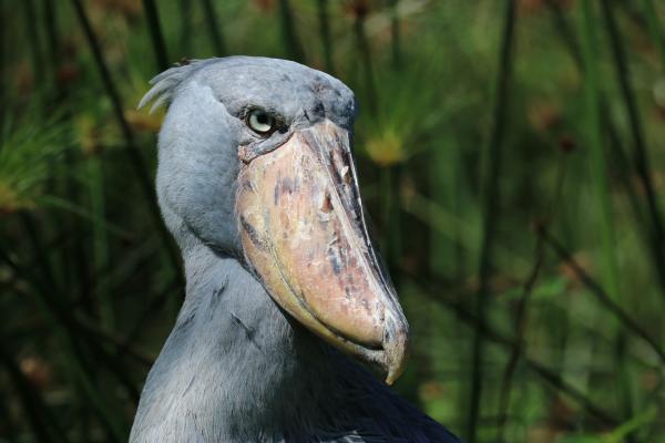 Bild 1 von 6: Der Schuhschnabel hat einen in der Tierwelt einmaligen Schnabel, der perfekt dazu geeignet ist, seine Beute zu fangen und zu töten.