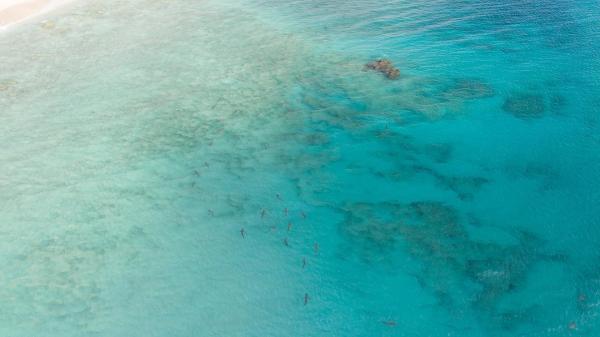 Bild 1 von 10: Im Bild: Haischule.