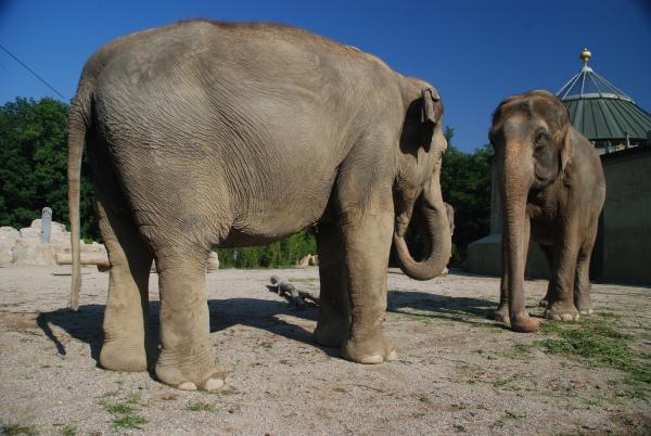 Bild 1 von 1: Elefanten.