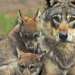 Tierische Super Papas