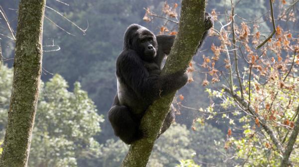 Bild 1 von 2: Unter Beobachtung: Silberrücken Mugisha ist der Anführer einer zwölfköpfigen Gruppe von Berggorillas, die seit mehr als 20 Jahren von Biologen des Leipziger Max-Planck-Instituts erforscht wird.