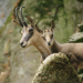 Auf der Jagd - Wem gehört die Natur?