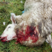 Die Angst vor dem Wolf