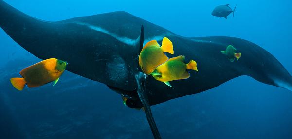 Bild 1 von 3: Die endemischen Clarion-Kaiserfische im mexikanischen Revillagigedo Archipel reinigen die pazifischen Riesenmantas von Parasiten und losen Hautresten.