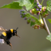 Hummeln - Bienen im Pelz