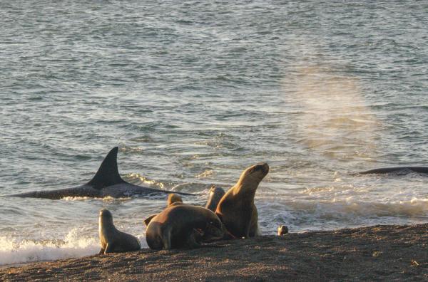 Bild 1 von 6: Die jungen Seelöwen spielen gerne am Strand, doch in der Flut lauert eine große Gefahr.