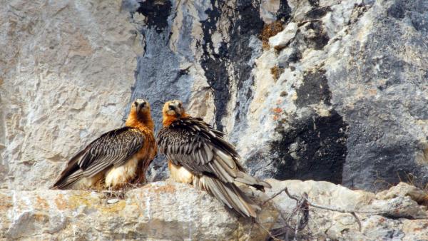 Bild 1 von 6: Bartgeier brüten im Winter und ziehen nur ein Junges auf.