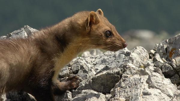 Bild 1 von 28: Im Bild: Steinmarder.