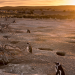 Wildes Patagonien