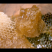 Die Bienenflüsterer