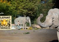 Tiger greift Elefanten an