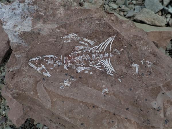 Bild 1 von 12: Die Bandbreite der am Shackleton-Gletscher gefundenen Fossilien reicht von frühen Proto-Reptilien aus der Trias bis zu Dinosauriern aus der Kreidezeit.