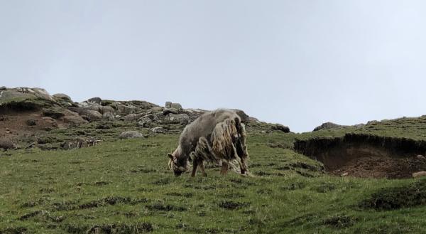 Bild 1 von 3: Eine abgelegene Insel zwischen Island, Schottland und Norwegen.