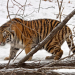 Wild Winners - Helden der Tierwelt