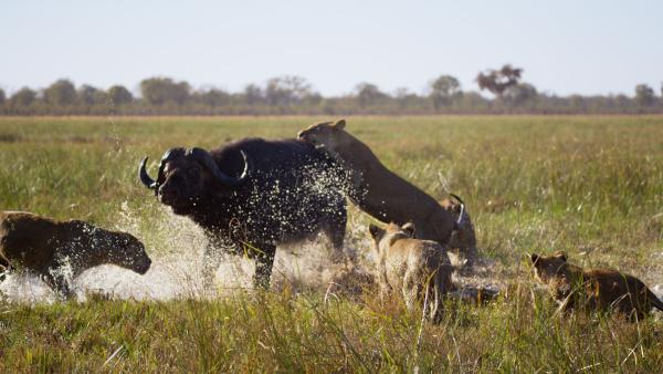 Bild 1 von 15: Löwen müssen im Wasser jagen gehen. In der Regenzeit, wenn das Grasland im Okavango Delta überflutet ist, haben sie keine andere Wahl. Um Kaffernbüffel anzugreifen, haben sie ihre Teamarbeit perfektioniert.