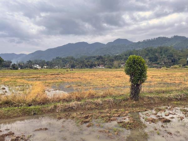Bild 1 von 8: Im Bild: Sri Lanka: Die radikale Umstellung auf Biolandbau zwang viele Bauern in die Aufgabe - bis heute liegen zahlreiche Felder brach, ein Symbol für ein gescheitertes Agrar-Experiment.