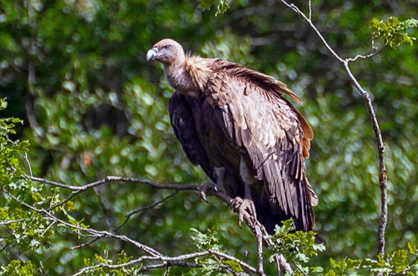 Bild 1 von 2: Rund um die Gipfel der Pyrenäen kreisen stets Gänsegeier am Himmel, die in der Region zu Hause sind. Auch dieses Exemplar  ist ein Beispiel für das vielfältige Ökosystem dieses Gebirges.