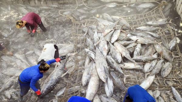 Bild 1 von 3: Der für Sushi besonders beliebte Gelbflossenthunfisch ist inzwischen vom Aussterben bedroht. Gelbflossenthunfisch auf Fangschiff.