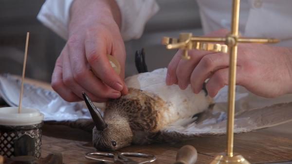 Bild 1 von 4: Anfang des 19. Jahrhunderts nutzt der Ornithologe Cassin die Taxidermie, die Tierpräparation, um verschiedene Vogelarten zu kategorisieren und zu studieren.