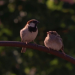 Welt der Tiere