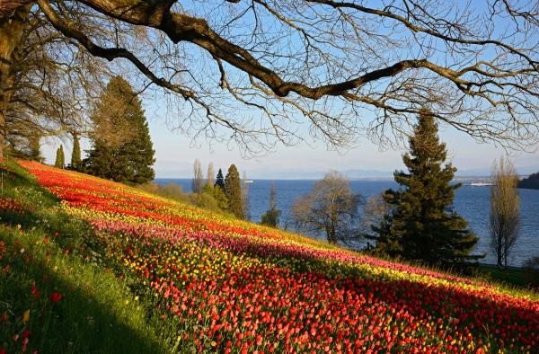 Bild 1 von 2: Die Insel Mainau verzaubert bereits im zeitigen Frühjahr mit blühenden Beeten, Parklandschaften und botanischen Ausstellungen.