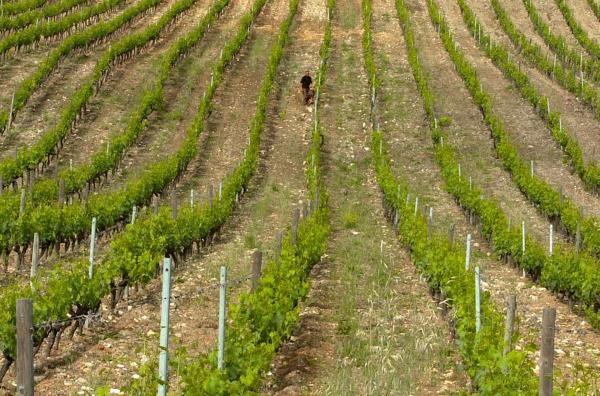Bild 1 von 4: Das Weinbaugebiet Patrimonio: Seit jeher wird auf Korsika Wein angebaut und die Tropfen der Insel werden seit der Antike geschätzt.