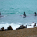 Wildes Patagonien