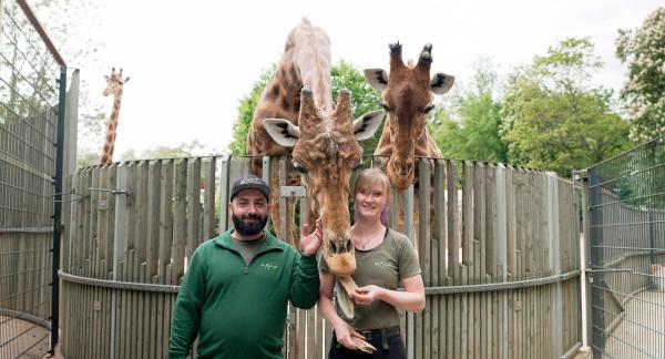 Bild 1 von 2: Ort: Giraffengehege im Zoo Dresden