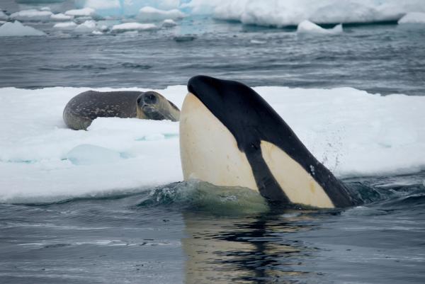 Bild 1 von 10: Orcas taxieren die Lage von Seeleoparden auf Eisschollen und behalten sie immerzu im Auge.