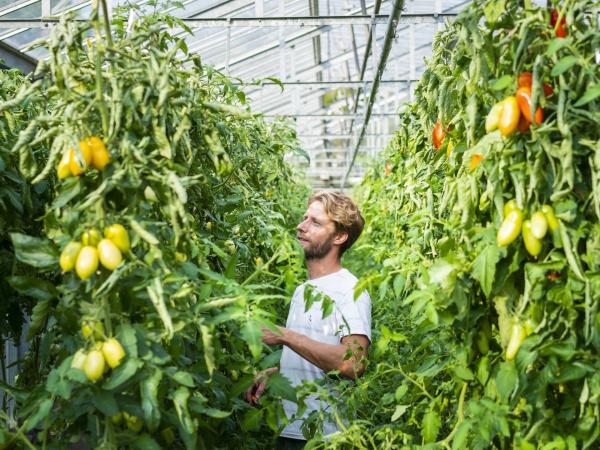 Bild 1 von 8: Tomatenernte mit Sebastian Niedermaier in seiner Gärtnerei in der Bamberger Gärtnerstadt.